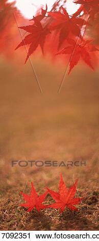 Autumnal leaves View Large Photo Image Stock Image - Autumnal leaves. Fotosearch