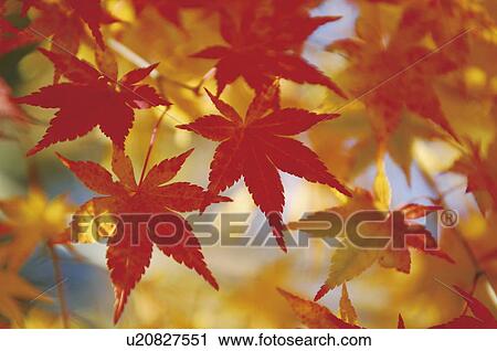 Stock Image - Autumnal leaves. Fotosearch