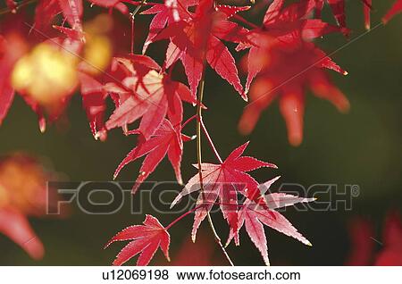 Autumnal leaves View Large Photo Image Stock Photo - Autumnal leaves. Fotosearch