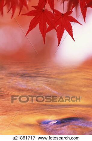 Stock Photo - Autumnal leaves. Fotosearch