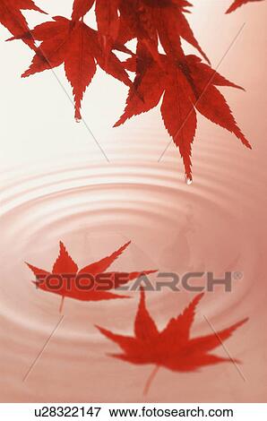 Stock Photo - Autumnal leaves. Fotosearch