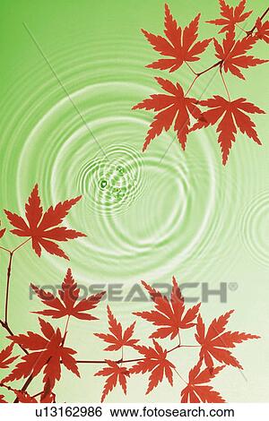 Autumnal leaves View Large Photo Image Stock Photograph - Autumnal leaves. Fotosearch