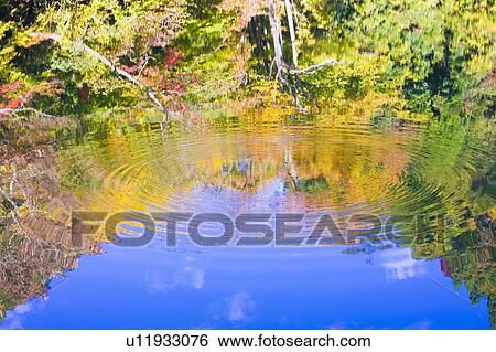 Stock Photograph - Autumnal trees reflected in pond, Takashima, Shiga Prefecture, Japan. Fotosearch