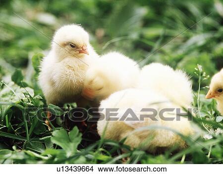 Picture - Baby chickens on grass, Yokohama city, Kanagawa prefecture, Japan. Fotosearch