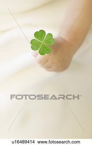 Baby holding four leaf clover View Large Photo Image Picture - Baby holding four leaf clover. Fotosearch