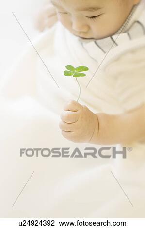 Stock Image - Baby holding four leaf clover. Fotosearch
