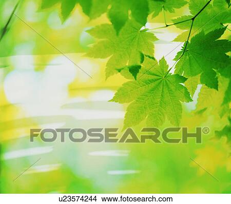 Backlit leaves View Large Photo Image Picture - Backlit leaves. Fotosearch