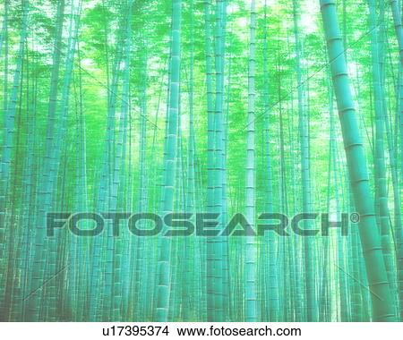 Bamboo forest, computer graphic, soft focus, full frame View Large Photo Image Picture - Bamboo forest, computer graphic, soft focus, full frame. Fotosearch