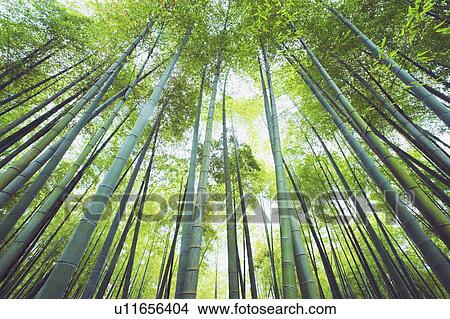 Bamboo forest View Large Photo Image Picture - Bamboo forest. Fotosearch