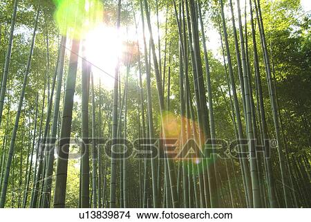 Picture - Bamboo forest. Fotosearch