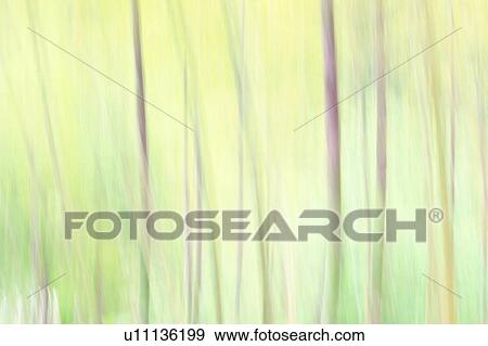 Stock Photo - Bamboo forest, soft focus, full frame. Fotosearch