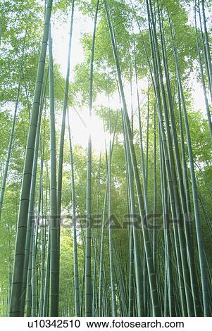 Stock Image - Bamboo forest. Fotosearch