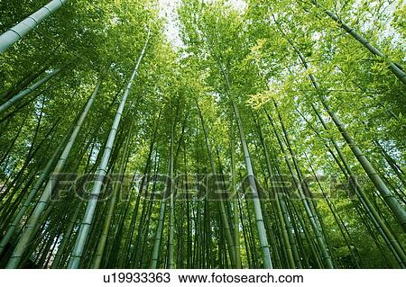 Stock Image - Bamboo forest. Fotosearch