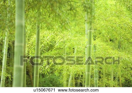 Stock Image - Bamboo Grove. Fotosearch