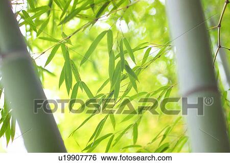 Bamboo View Large Photo Image Stock Photograph - Bamboo. Fotosearch