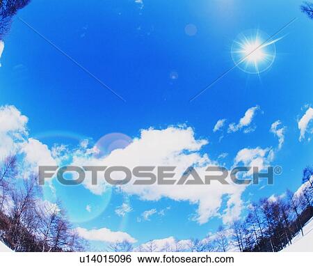 Bare trees in winter underneath a blue sky View Large Photo Image Stock Photograph - Bare trees in winter underneath a blue sky. Fotosearch