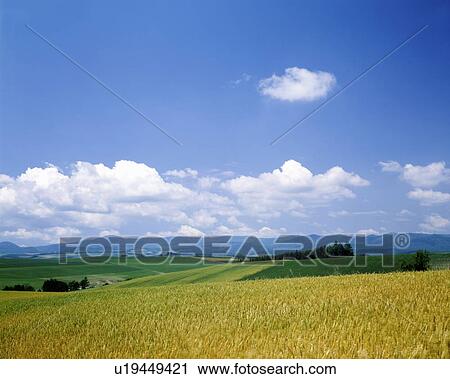 Barley field, Furano city, Hokkaido prefecture, Japan View Large Photo Image Stock Image - Barley field, Furano city, Hokkaido prefecture, Japan. Fotosearch