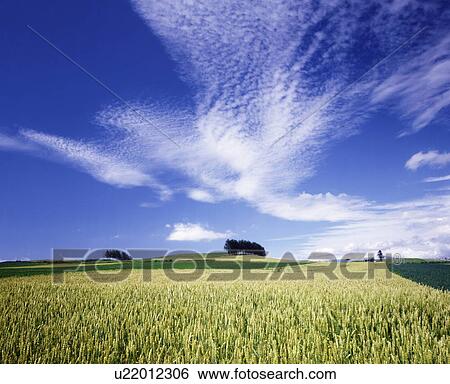 Barley field, Furano city, Hokkaido prefecture, Japan View Large Photo Image Stock Photograph - Barley field, Furano city, Hokkaido prefecture, Japan. Fotosearch