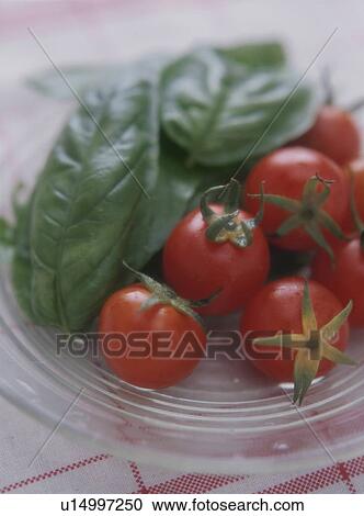 Stock Image - Basil leaves and cherry tomatoes. Fotosearch