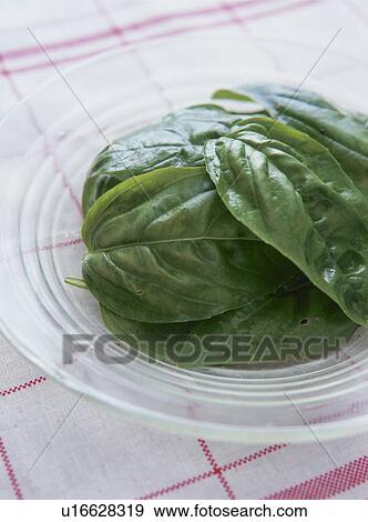 Stock Photo - Basil leaves. Fotosearch