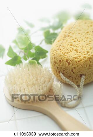 Stock Photo - Bath sponge, back brush and ivy. Fotosearch