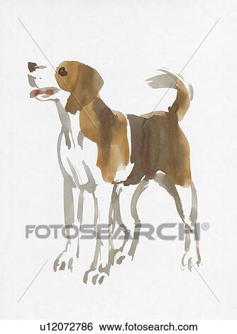 Stock Photograph - Beagle, Water Color Painting. Fotosearch