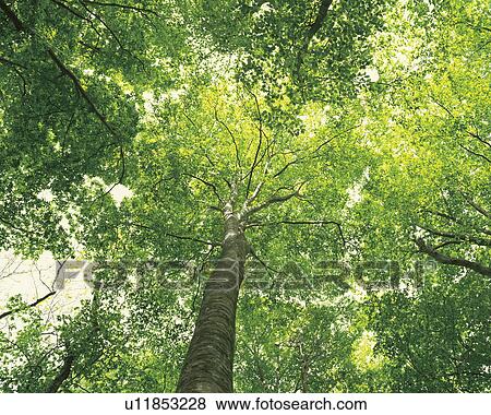 Beech trees. Aomori Prefecture, Japan View Large Photo Image Stock Photo - Beech trees. Aomori Prefecture, Japan. Fotosearch