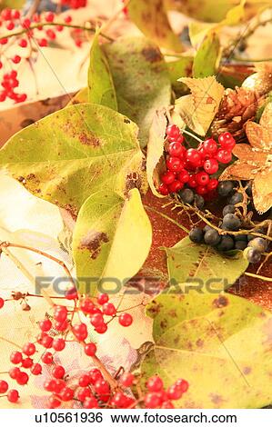 Berries and pine cone View Large Photo Image Stock Photograph - Berries and pine cone. Fotosearch