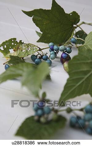 Stock Photograph - Berry on white table. Fotosearch