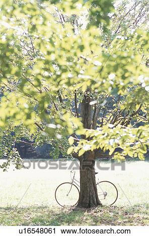 Stock Image - Bicycle leaning against a tree in a park, Kawasaki, Kanagawa Prefecture, Japan. Fotosearch