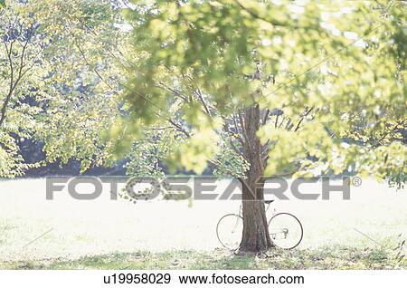 Bicycle leaning against a tree in a park, Kawasaki, Kanagawa Prefecture, Japan View Large Photo Image Stock Photo - Bicycle leaning against a tree in a park, Kawasaki, Kanagawa Prefecture, Japan. Fotosearch