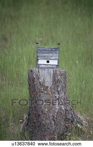Stock Image - Bird box on tree stump. Fotosearch