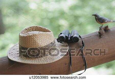 Stock Photography - Bird watcher's binoculars and hat next to bird perched on wood. Fotosearch