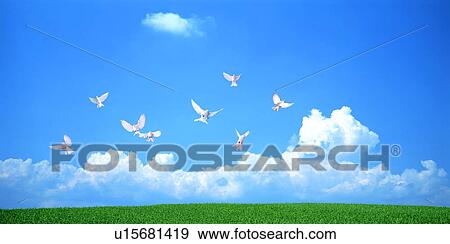 Stock Photo - Birds flying in a blue sky over a green field. Fotosearch
