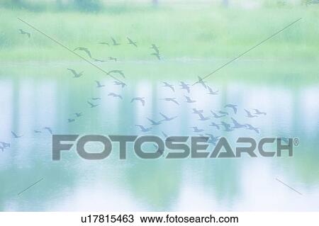 Stock Image - Birds flying over calm lake surface. Takashima, Shiga Prefecture, Japan. Fotosearch