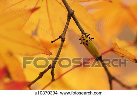 Picture - Black-tipped Leafhopper on a maple tree. Fotosearch