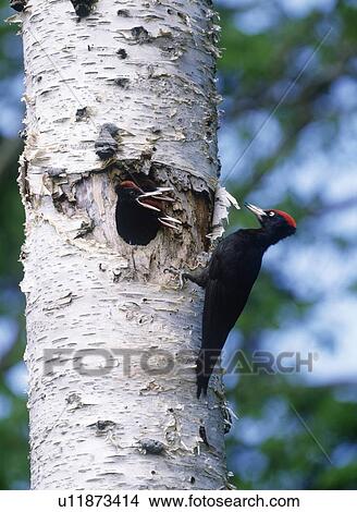 Picture - Black woodpeckers on tree trunk, Biei town, Hokkaido prefecture, Japan. Fotosearch