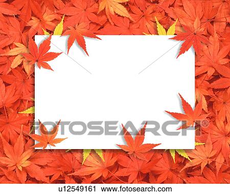 Stock Image - Blank board and Japanese maple leaves. Fotosearch