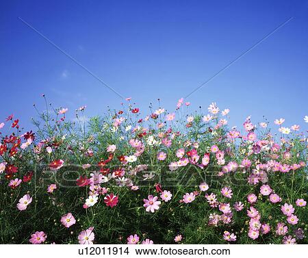 Blossoming Cosmos View Large Photo Image Picture - Blossoming Cosmos. Fotosearch