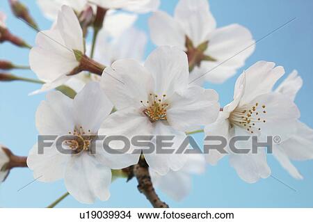 Picture - Blossoming pink flowers on a cherry tree. Fotosearch