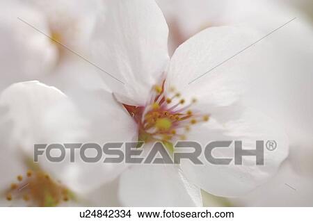 Picture - Blossoming pink flowers on a cherry tree. Fotosearch