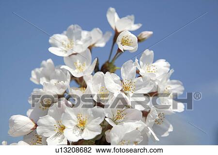 Blossoming pink flowers on a cherry tree View Large Photo Image Stock Image - Blossoming pink flowers on a cherry tree. Fotosearch