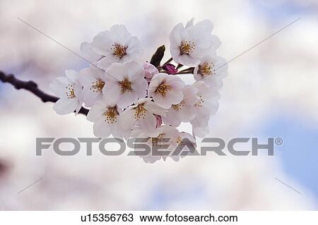 Stock Image - Blossoming pink flowers on a cherry tree. Fotosearch