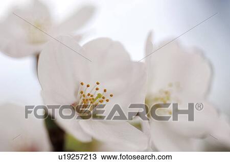 Blossoming pink flowers on a cherry tree View Large Photo Image Stock Image - Blossoming pink flowers on a cherry tree. Fotosearch
