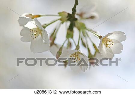 Stock Image - Blossoming pink flowers on a cherry tree. Fotosearch