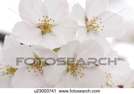 Blossoming pink flowers on a cherry tree View Large Photo Image Stock Image - Blossoming pink flowers on a cherry tree. Fotosearch