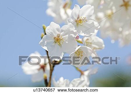Stock Photo - Blossoming pink flowers on a cherry tree. Fotosearch