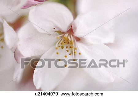 Blossoming pink flowers on a cherry tree View Large Photo Image Stock Photo - Blossoming pink flowers on a cherry tree. Fotosearch
