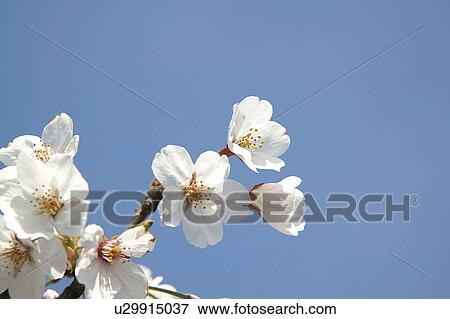 Blossoming pink flowers on a cherry tree View Large Photo Image Stock Photo - Blossoming pink flowers on a cherry tree. Fotosearch