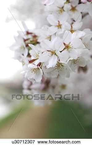 Blossoming pink flowers on a cherry tree View Large Photo Image Stock Photo - Blossoming pink flowers on a cherry tree. Fotosearch